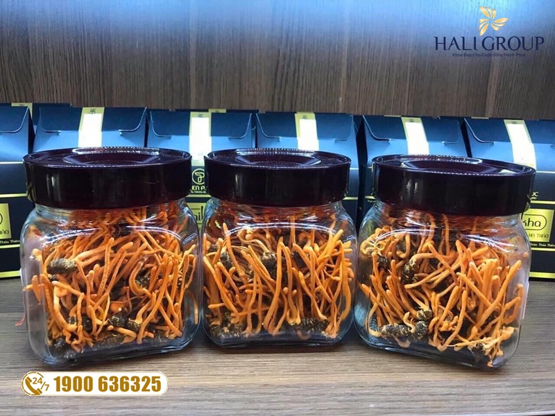 Nhà cung cấp đông trùng hạ thảo nguyên con khô Thiên Phúc chính hãng